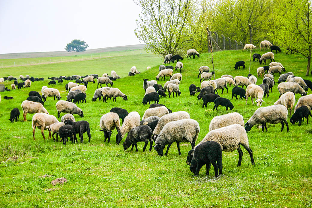 Die Schafe werden auf Groß Zicker traditionell zu Landschaftspflege eingesetzt